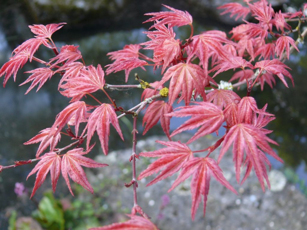 Herbst