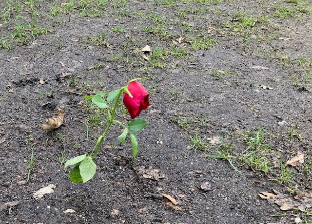 Bild vom Fürther Friedhof - auch hier eine Rose mitten auf der Wiese