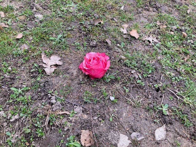 hier haben Angehörige eine Rose auf den Platz gelegt, wo die Urne ihres verstorbenen Menschen anonym bestattet wurde - Bild vom Zirndorfer Friedhof