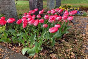 Friedhofsbesuch: Tulpenblüte in Gönningen