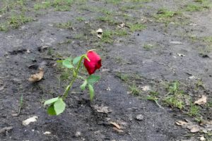 eine geknickte Rose auf einem Stück Erde