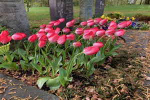 Friedhofsbesuch: Tulpenblüte in Gönningen