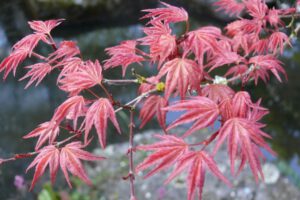 Bunte Trauerfeier im grauen Herbst